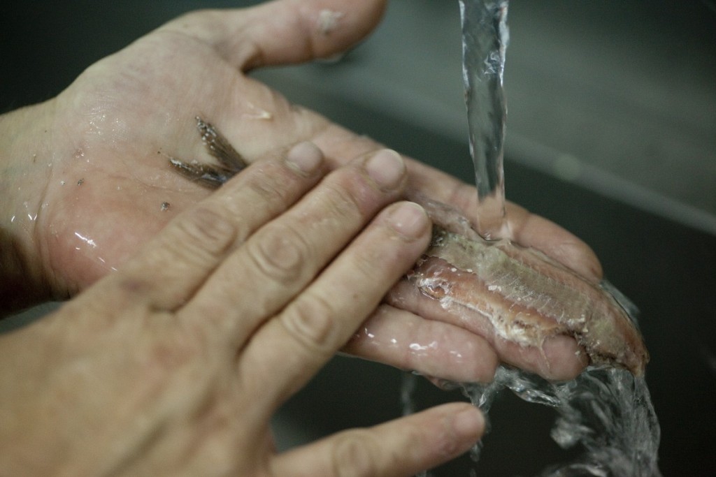Limpiar a mano, una a una, todas las anchoas en la temporada de la anchoa del Cantábrico