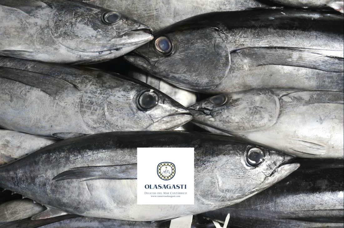 conservas_dentici_the_best_fresh_fish_for_the_best_canned_fish_tuna_basque_country_fishing
