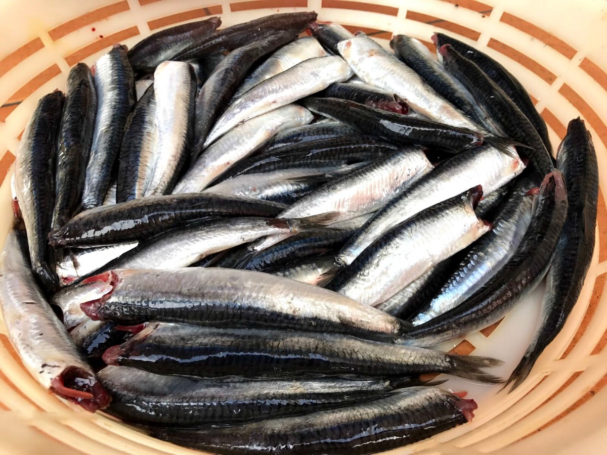 Pescado fresco para preparar anchoa en salazón en la fábrica de Conservas Dentici-Olasagasti